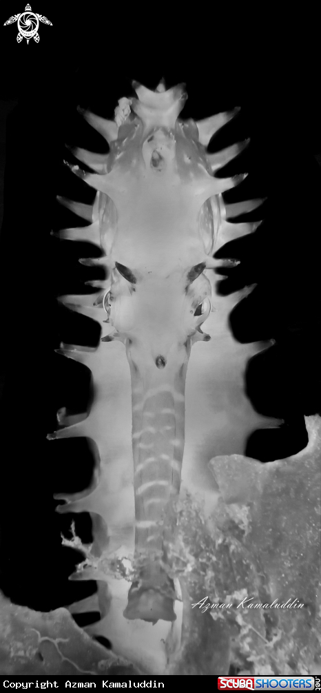 A Seahorse