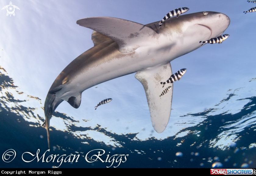 A Oceanic Whitetip