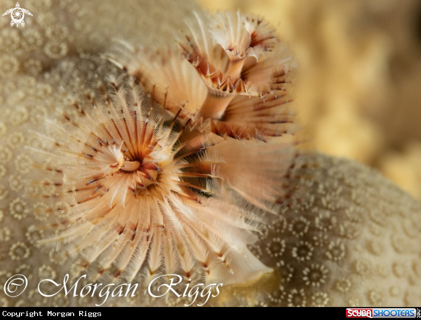 A Xmas tree worm