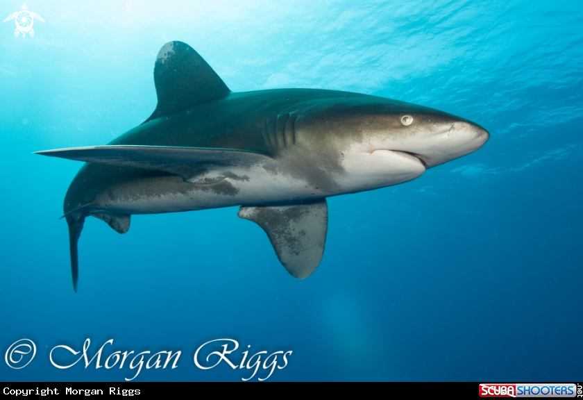 A Oceanic Whitetip