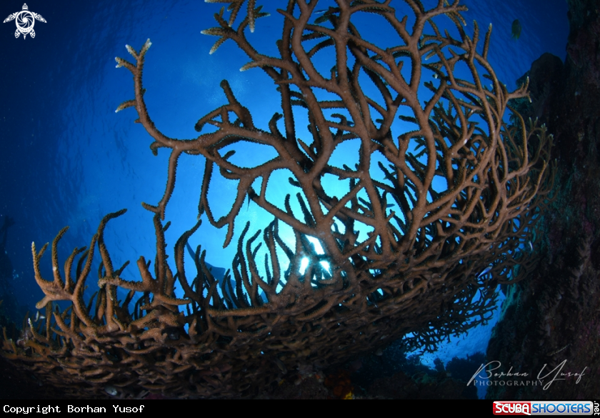 A Staghorn Coral