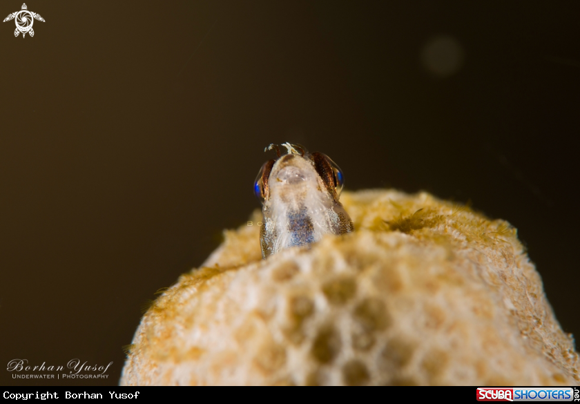 A Blennioidei