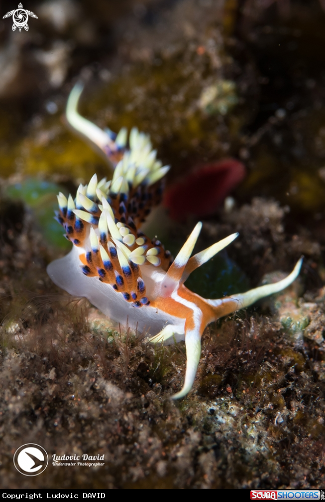A Indian Caloria Nudibranch