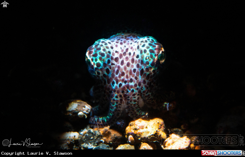 A Bobtail Squid