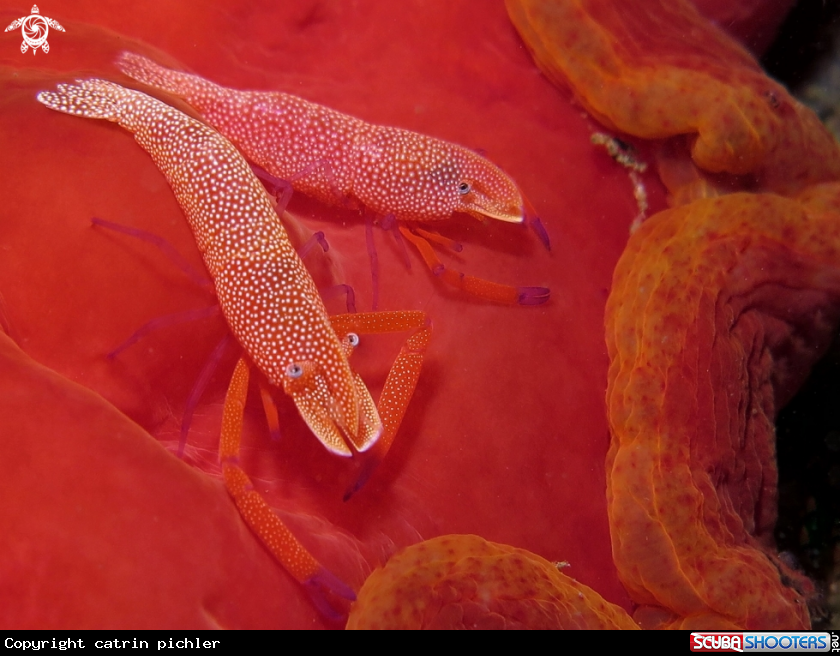 A Emperor Shrimps on Spanish Dancer