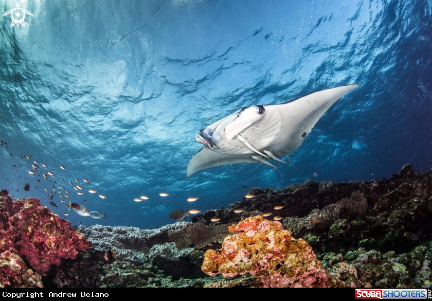 A Manta Ray