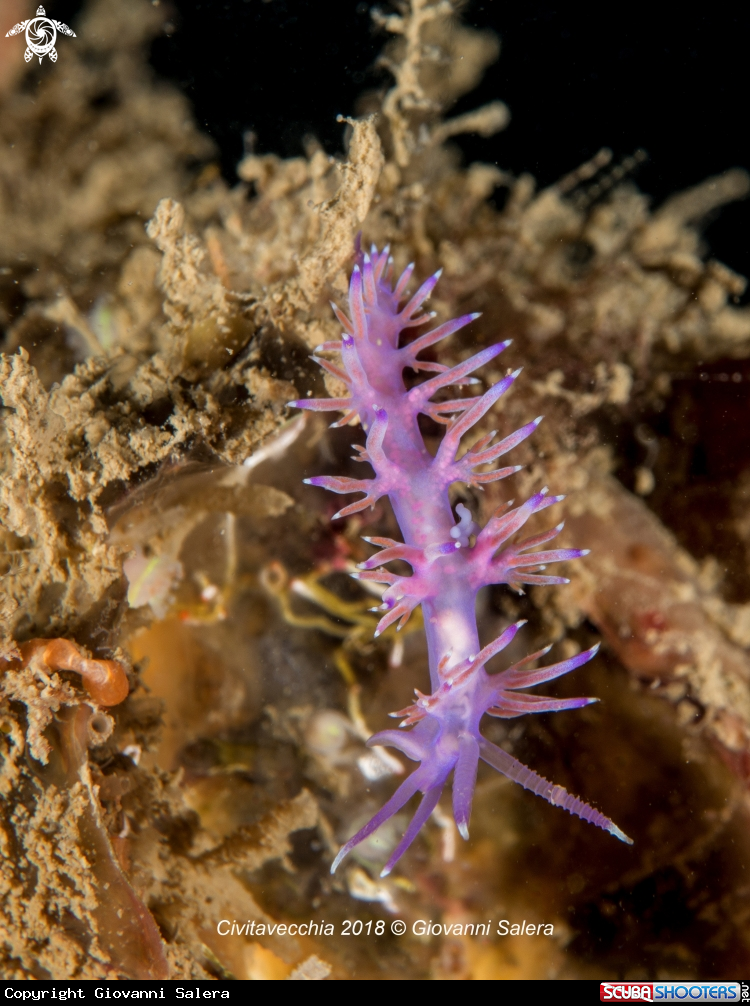 A Flabellina