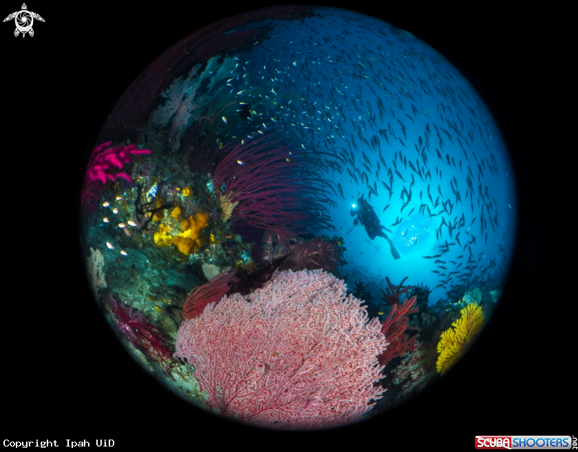 A Reef fish