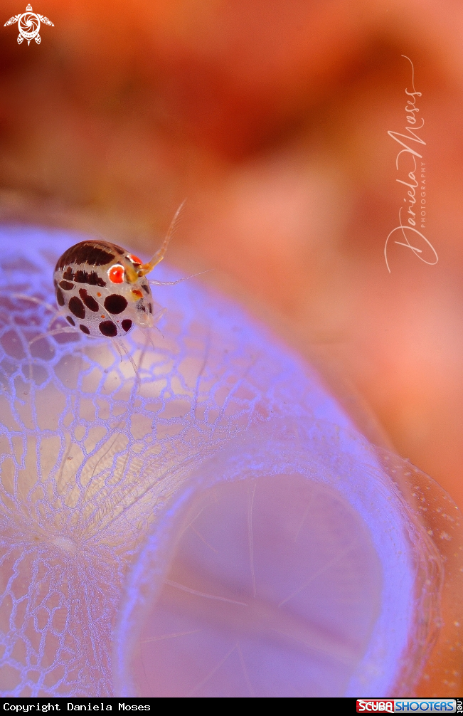 A Ladybug
