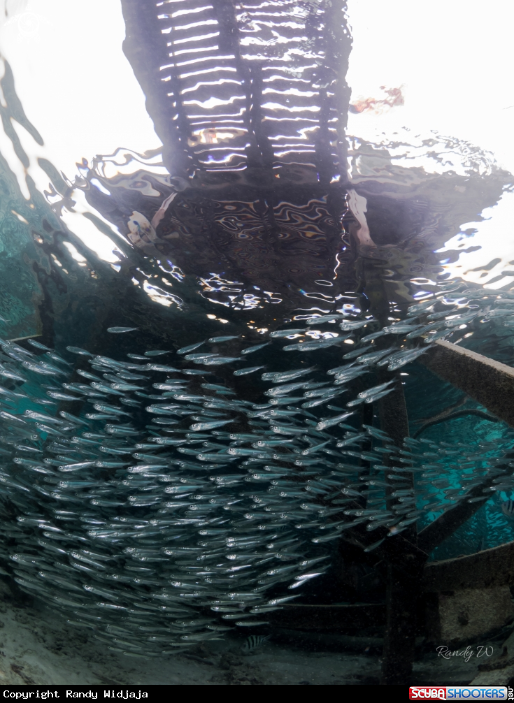 A Fish