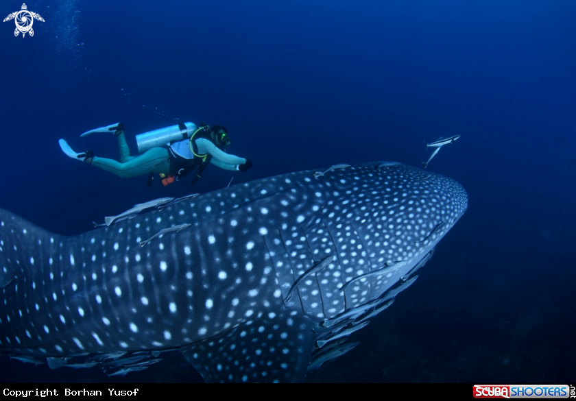 A Whale Shark
