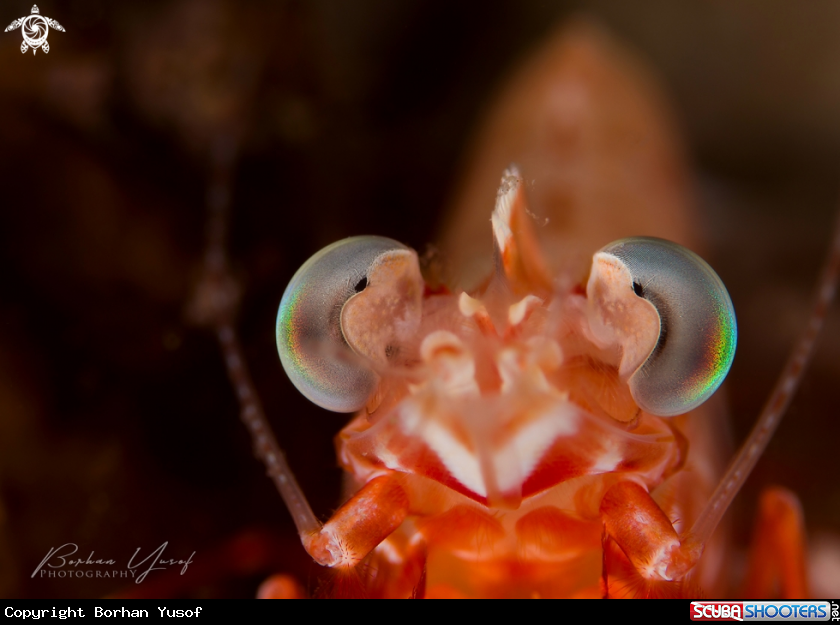A Red Shrimp