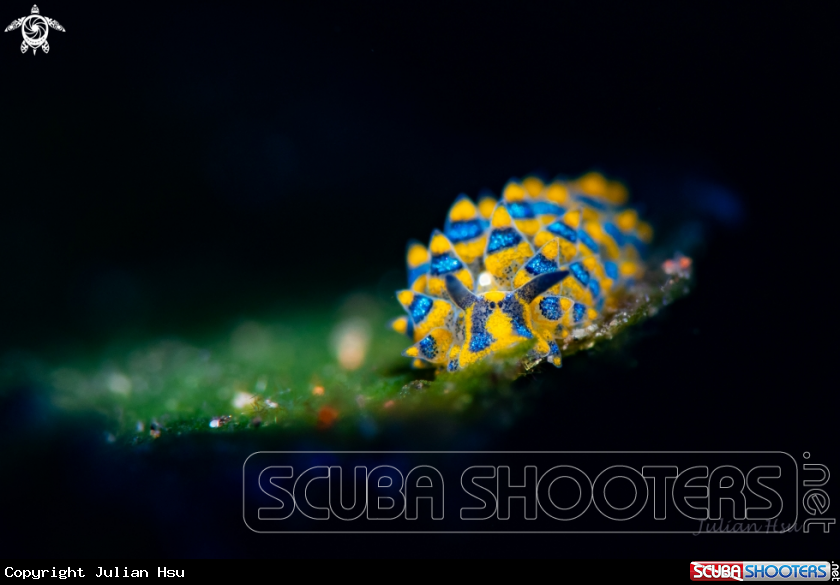 A Sapsucking Slug