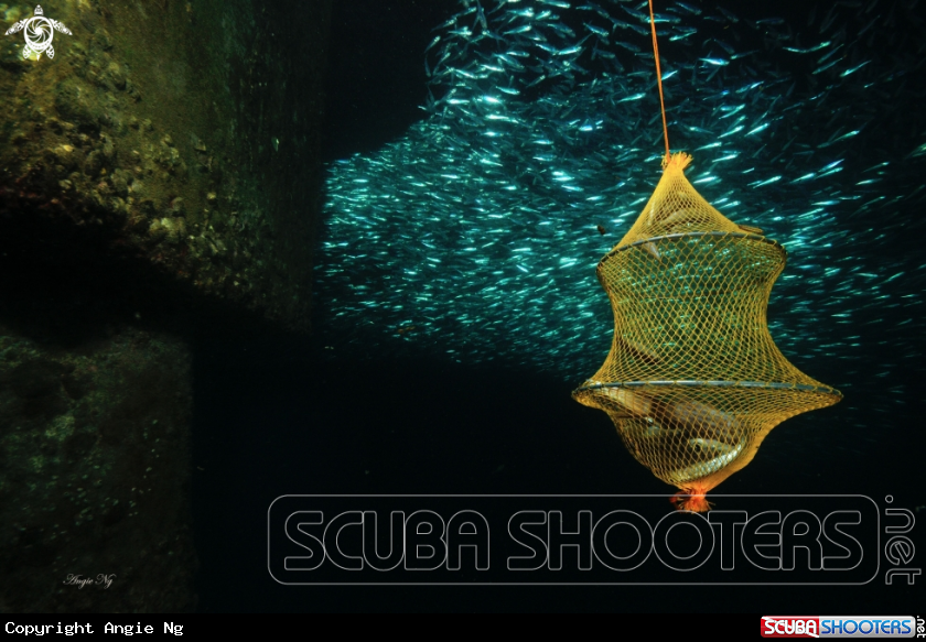 A Silversides 