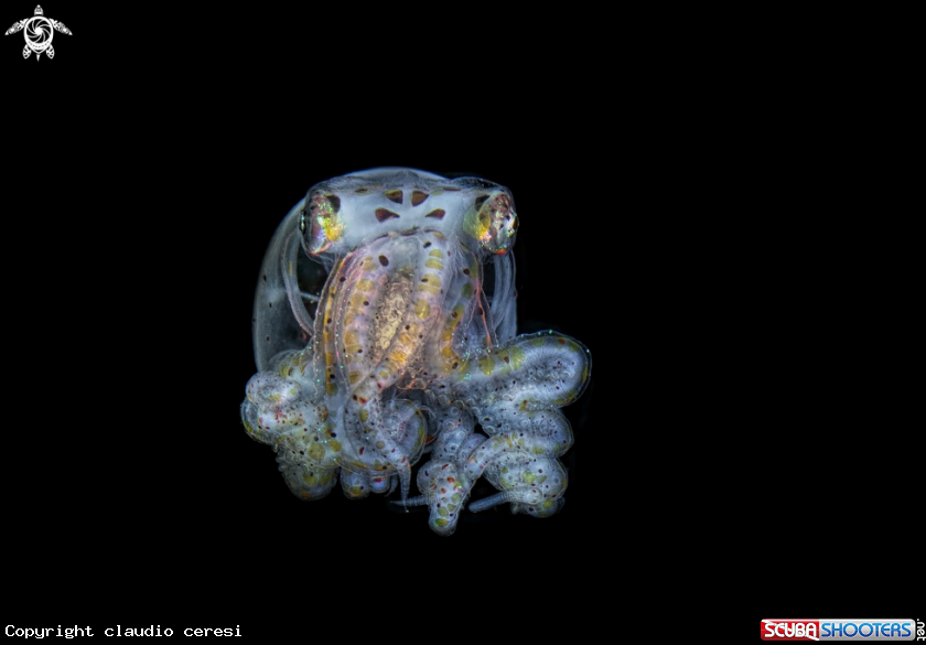 A wonderpus octopus 