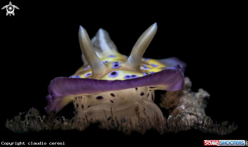 A  Goniobranchus kuniei