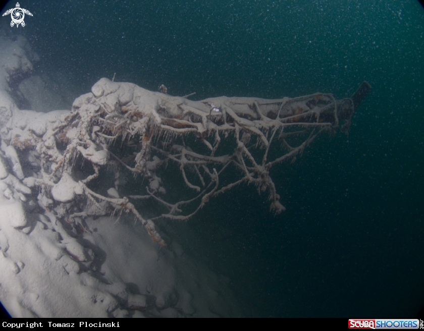 A underwater creature