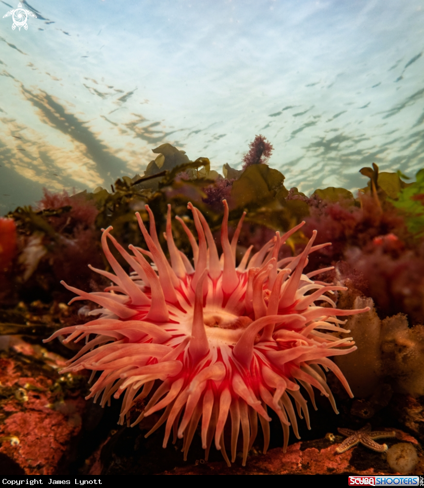 A Horseman Anemone