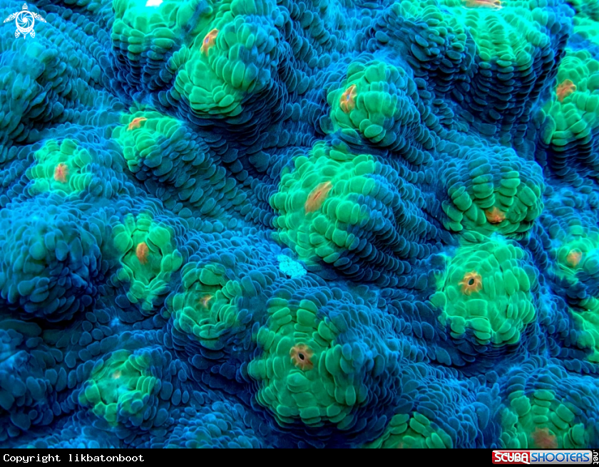 A soft coral