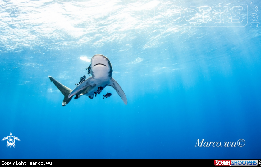 A Shark