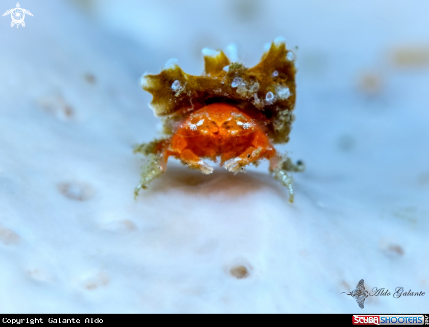 A Coral Crab