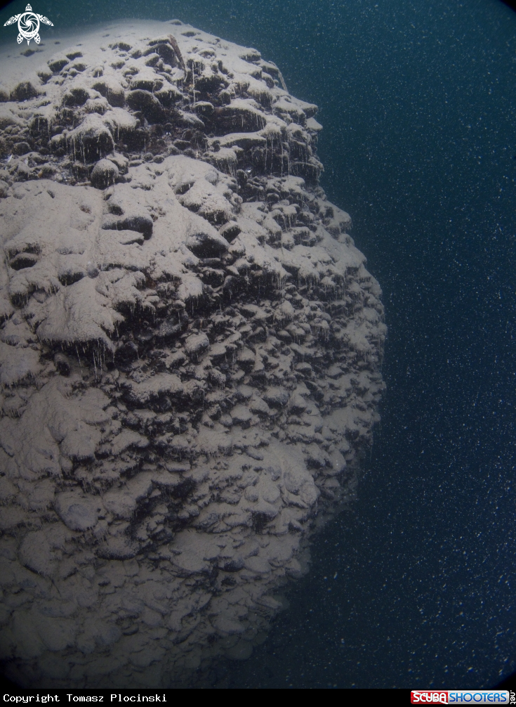 A underwater creature