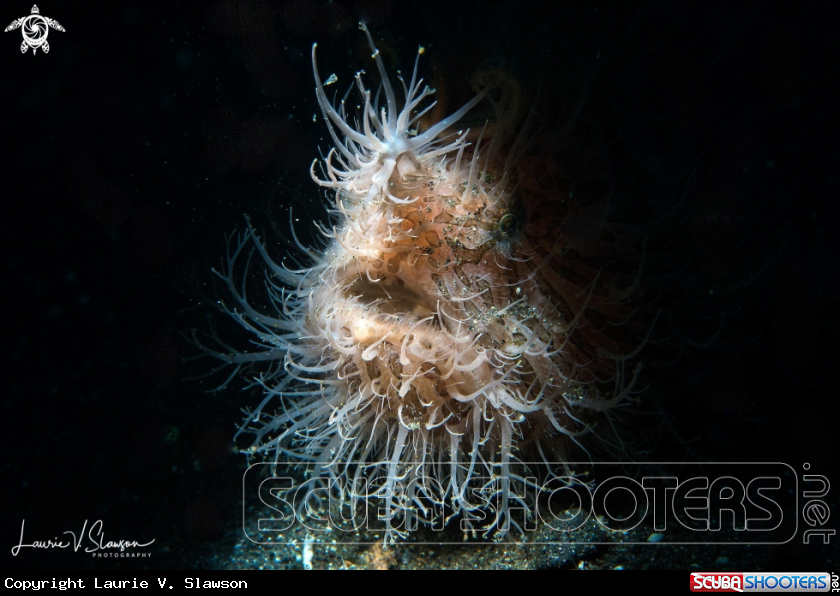 A Hairy Frogfish