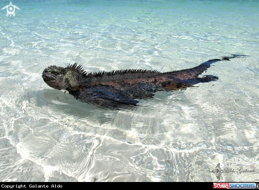 A Marine Iguana