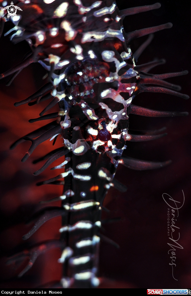A Ornate Ghost Pipefish 