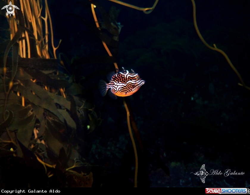A Striped Cowfish - Shaw's Cowfish