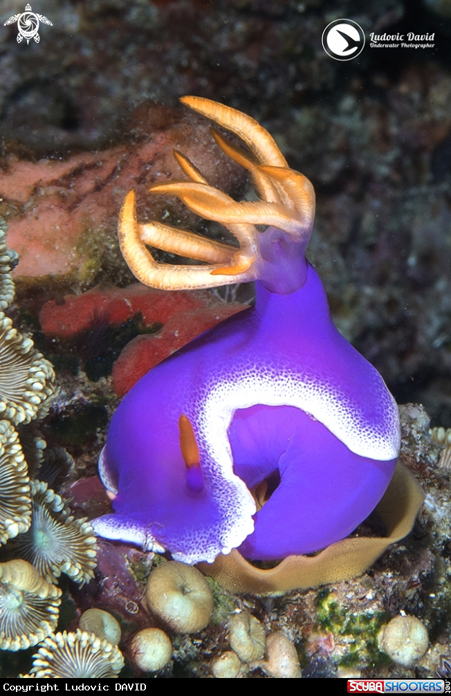 A Robe Hem Hypselodoris Nudibranch