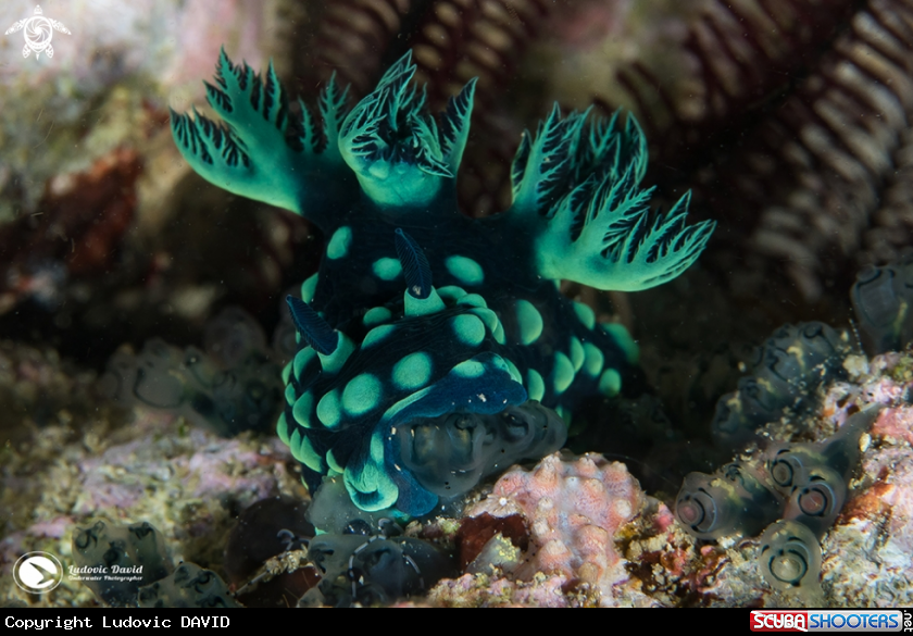 A Crested Nembrotha Nudibranch