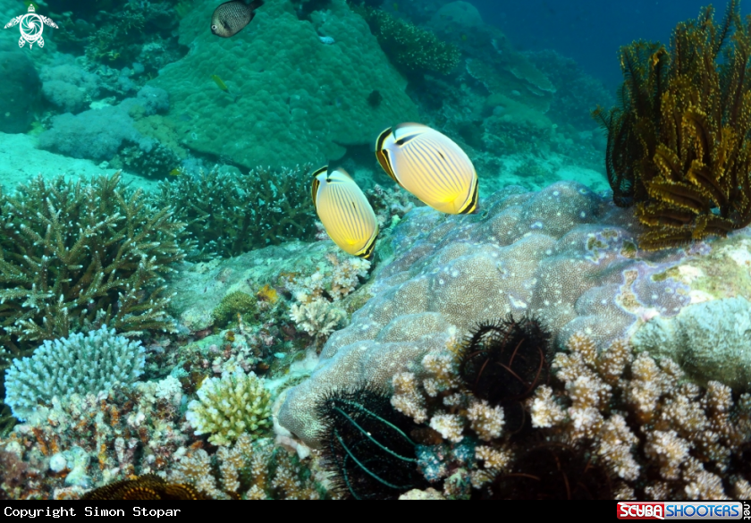 A Buttrefly fish