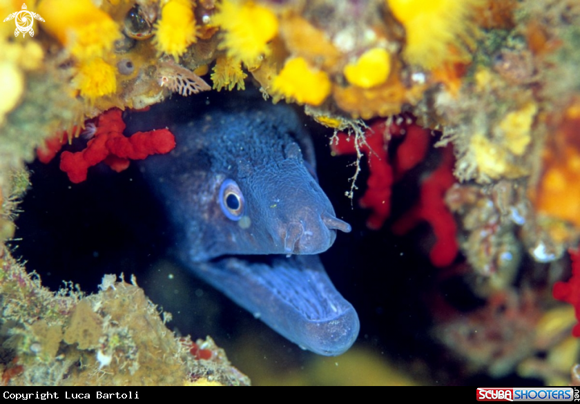 A moray