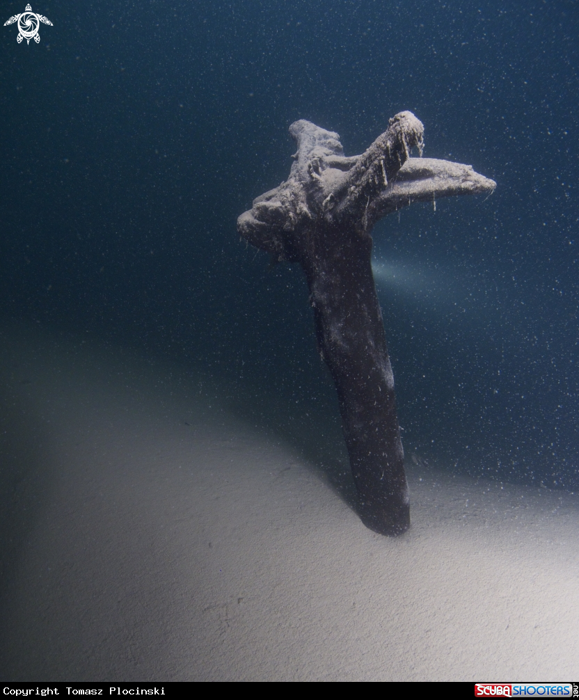 A underwater creature
