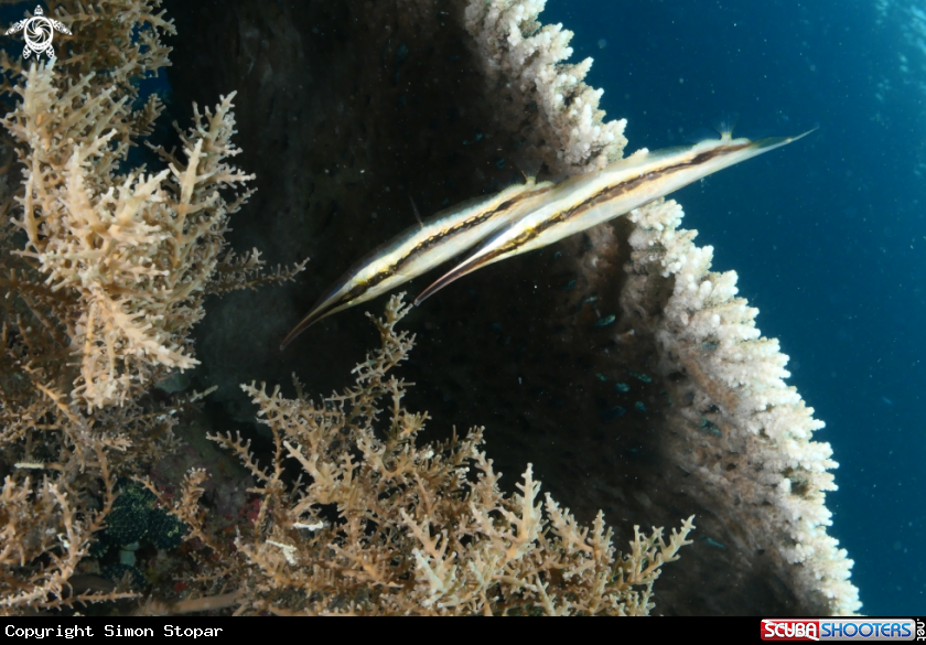 A Razor fish