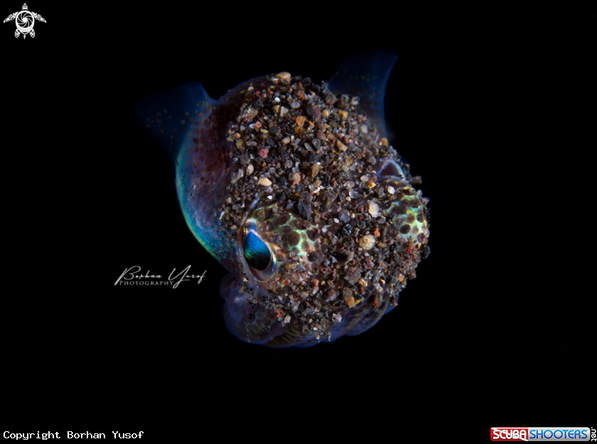 A Bobtail Squid