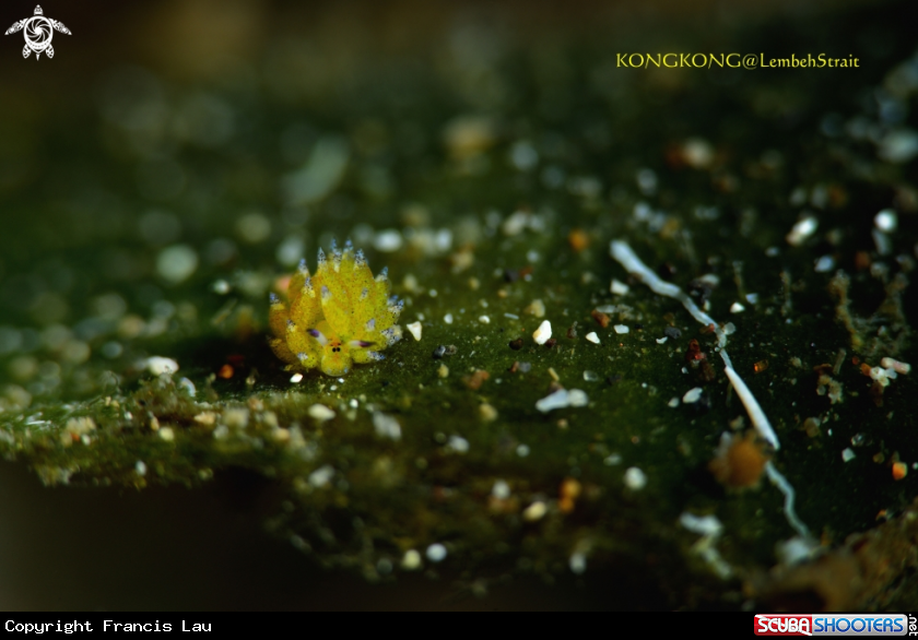 A  nudibranch