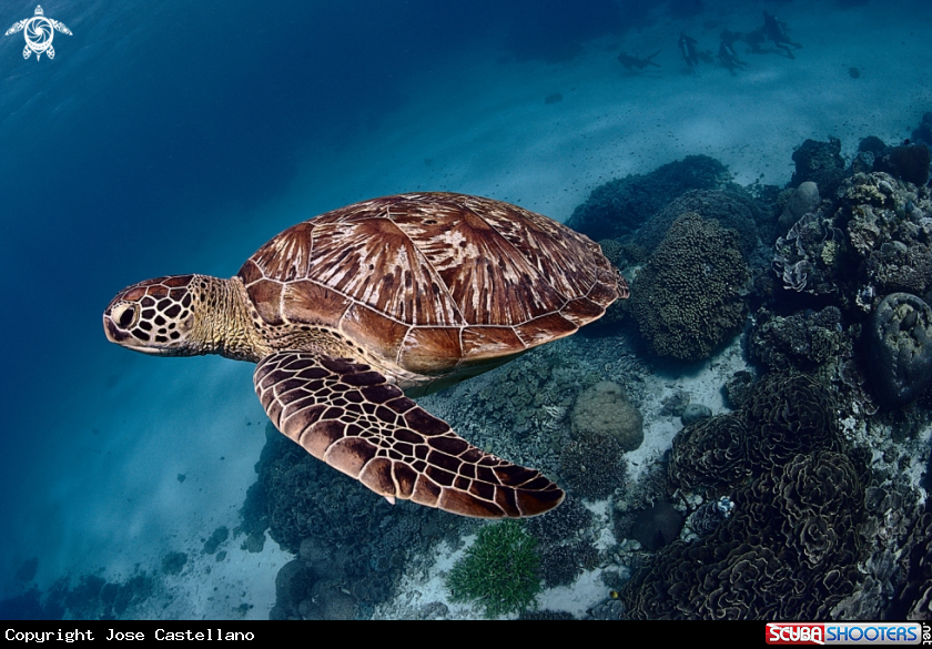 A Green turtle