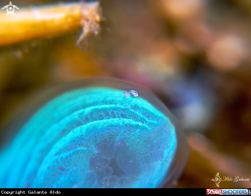 A Marine Flea