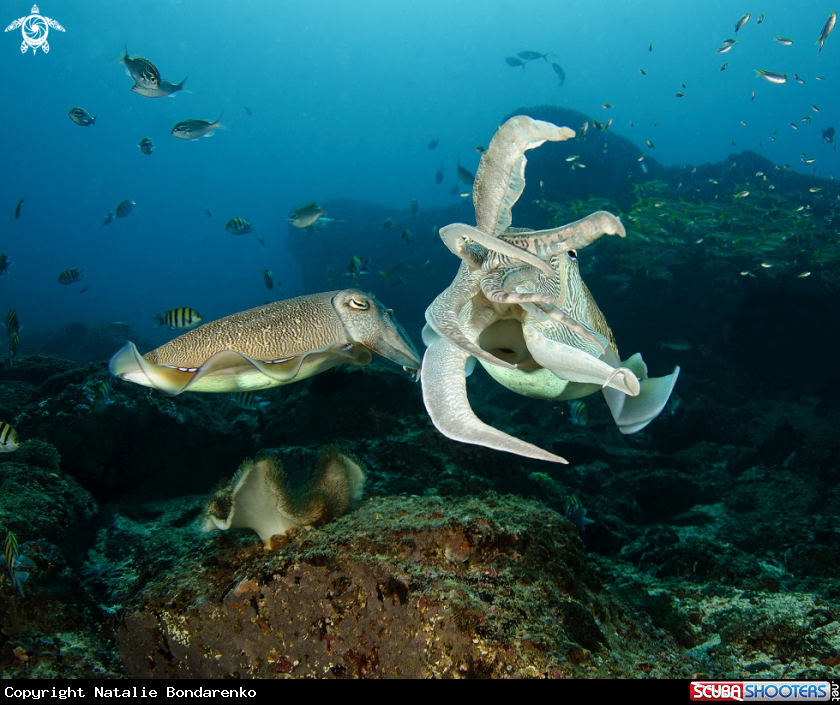 A Cuttle fish
