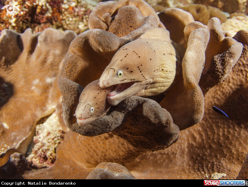 A Moray eal