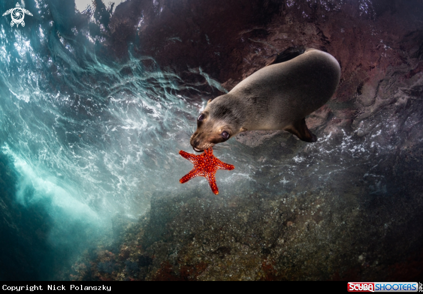 A California Sea Lion