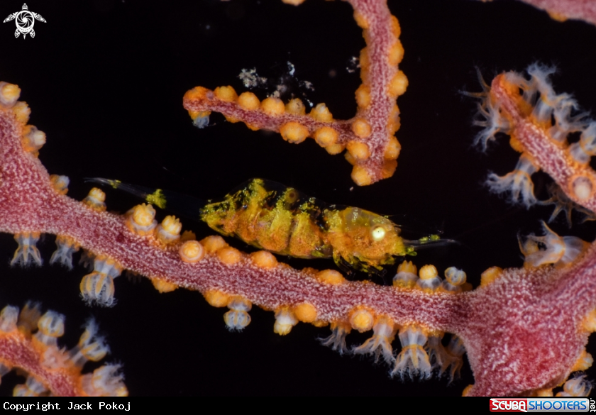 A Gorgonian shrimp