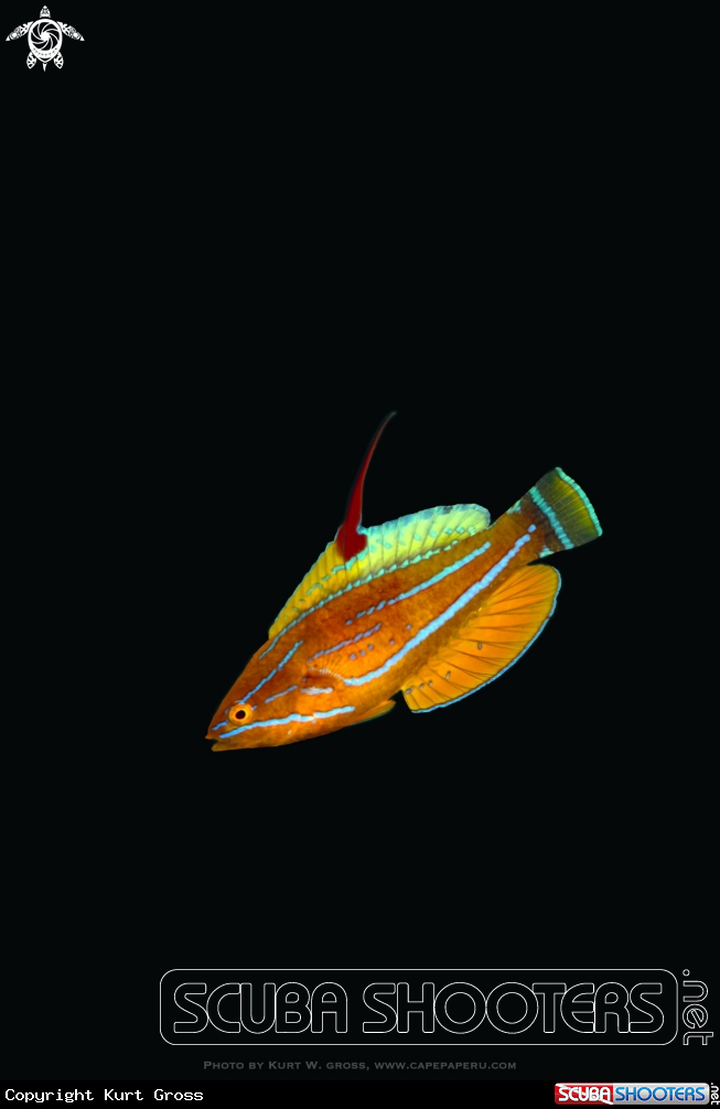 A Yellow Flasher Wrasse