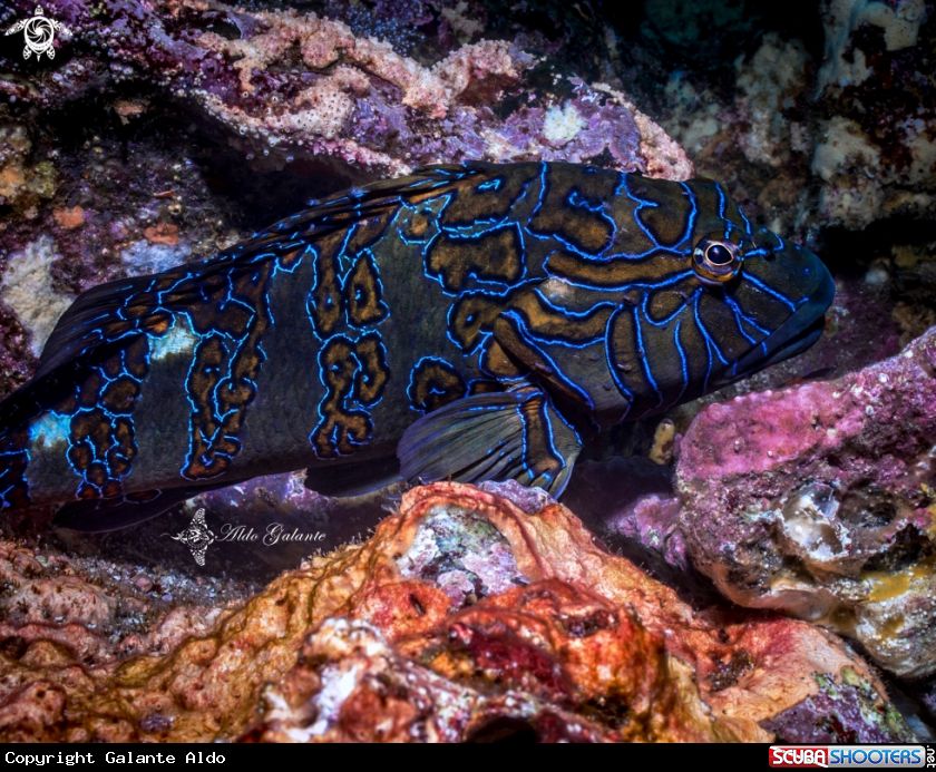 A Giant Hawkfish