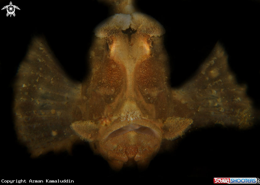 A Rhinopias