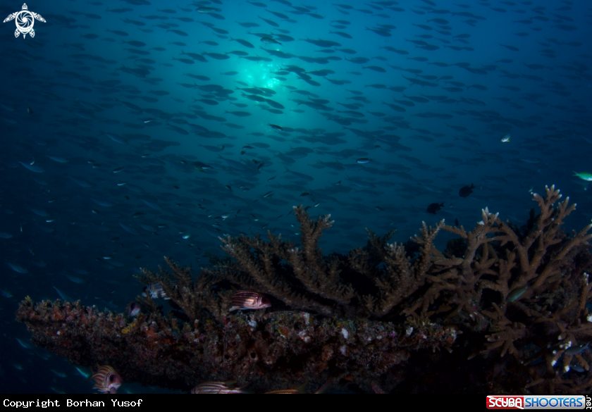 A Yellow Scad