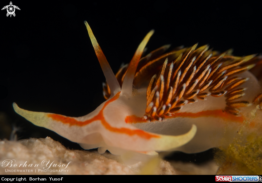A Opalescent nudibranchs
