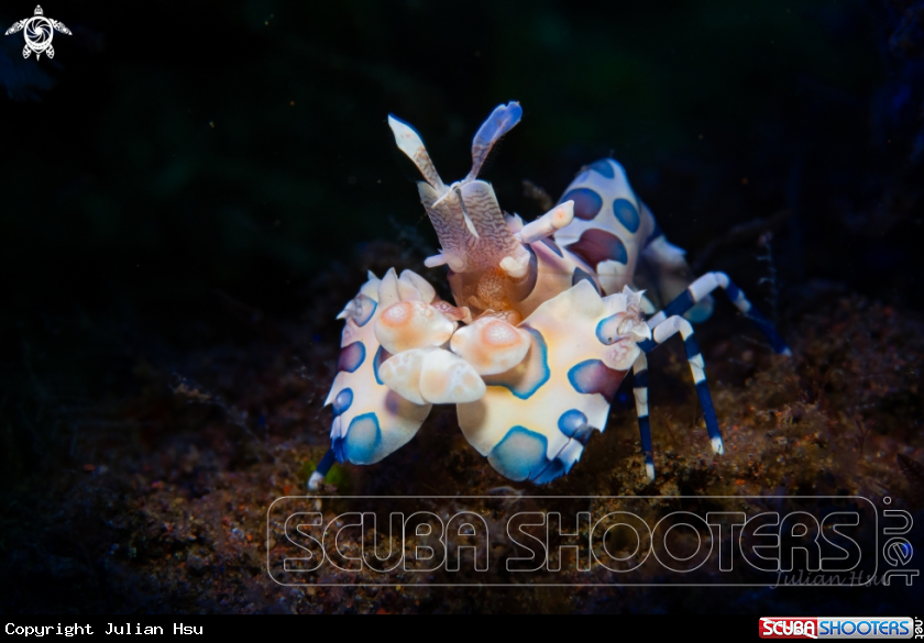A Harlequin Shrimp